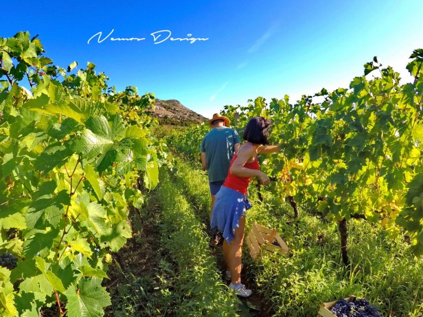 Berba grožđa domaćinstvo Bojanić u Pridvorcima