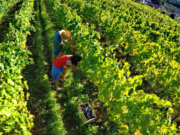 Berba grožđa domaćinstvo Bojanić u Pridvorcima