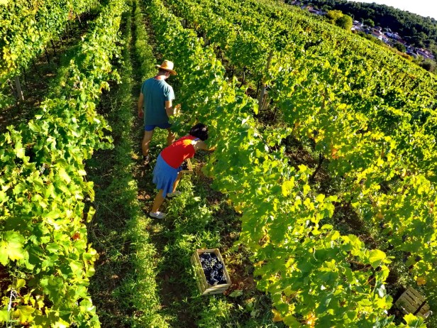Berba grožđa domaćinstvo Bojanić u Pridvorcima