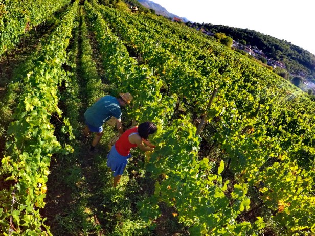 Berba grožđa domaćinstvo Bojanić u Pridvorcima