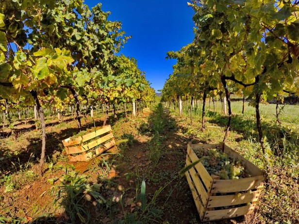 Berba grožđa domaćinstvo Bojanić u Pridvorcima