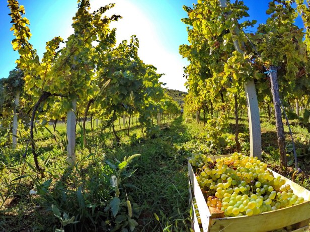 Berba grožđa domaćinstvo Bojanić u Pridvorcima