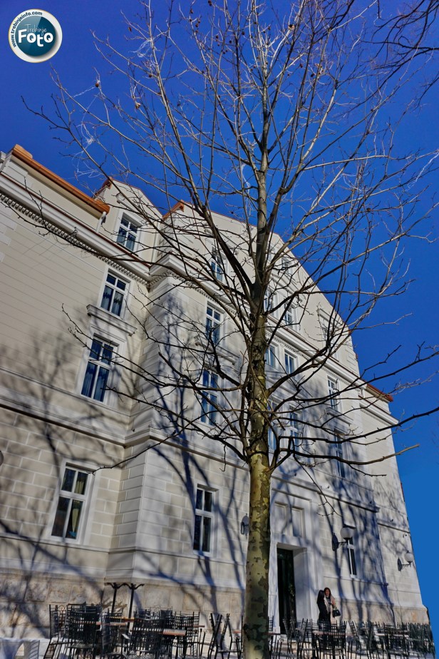 Platani Central Park 2