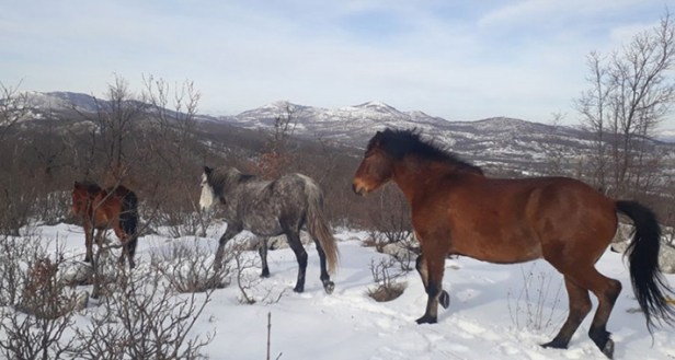 divlji-konji-trebinje3.jpg