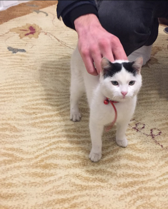 viber image cica maca 1