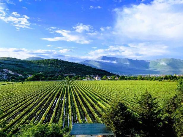 APARTMANI IVKOVIĆ vinogradi